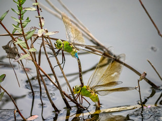 lesser emperor Anax parthenope dragonfly pair laying eggs 20