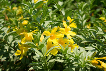 Fototapeta premium yellow flowers in the garden