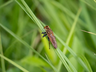 robber fly clinging to a blade of grass 1