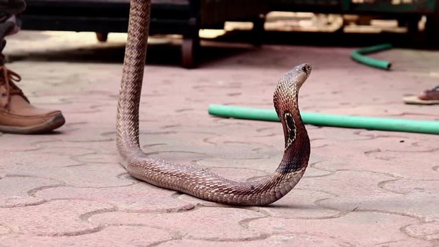 Cobra close-up. Indian Cobra. Cobra, any of various species of highly venomous snakes.A poisonous snake from the family of aspides. Wild Life,Asian snakes.