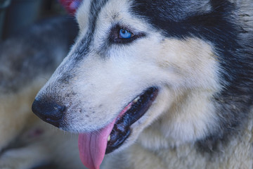 Close up.Siberian Husky for background.