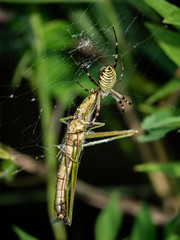 argiope amoena spider feeding on grasshopper in web 3