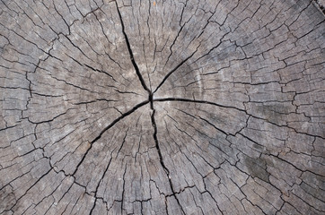 Fototapeta premium Wood texture background