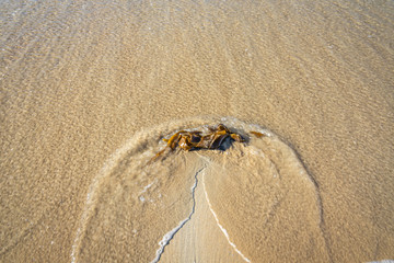 seaweed on the beach washed by gentle waves