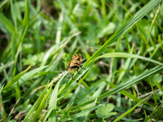 robber fly clinging to a blade of grass 6