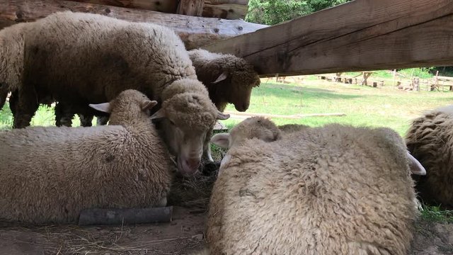A sheep herd rests in a summer stall under a roof on a straw. A young ram with sheep is resting in a sheepfold.