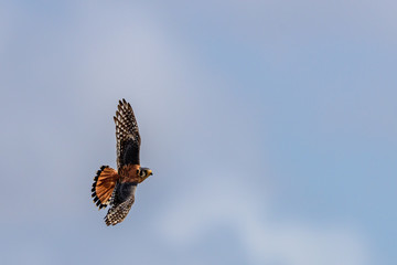 Flying American Kestrel