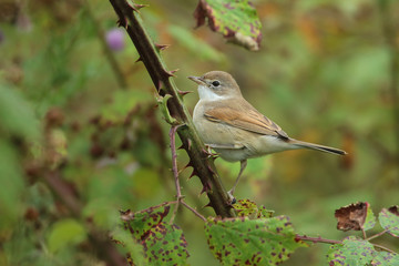 fauvette grisette