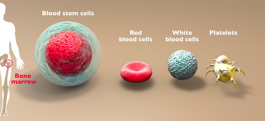 Blood stem cell is an immature cell that can develop into all types of blood cells, including white blood cells, red blood cells, and platelets. Bone marrow. 3d render