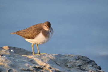 Actitis hypoleucos