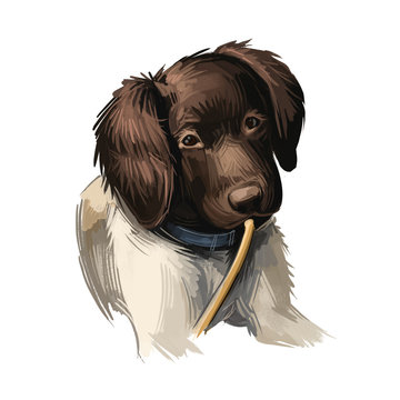 recommend clip art: Munsterlander small dog, puppy of German breed digital art