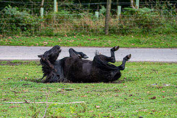 Wild Dartmoor pony scratching back dust bathing in mud