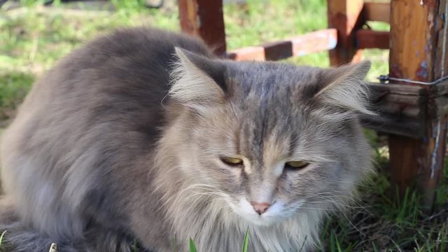 Grey fluffy and pretty cat sniffs the air in the garden in a very pretty way