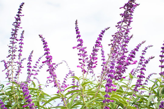 56 Best メキシカンセージ Images Stock Photos Vectors Adobe Stock