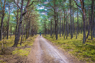 Obraz premium Cycle path EuroVelo R10 in Slowinski National Park over Baltic Sea in Poland