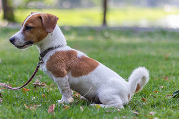 Puppet Jack Russell Brown Sitting in the green lawn, Funny dog, Happy dog