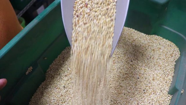 Tricker Sorghum Seeds used as cover crop, sold by a small business that sells seeds to farmers to increase soil health and moisture retention; Sorghum is used as grain, forage and sweetener