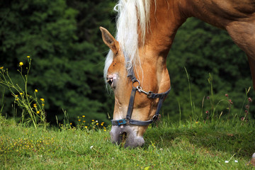 Obraz premium Pferdlein