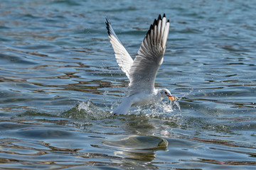 Portrait of natural common black-headed gull (Larus ridibundus)