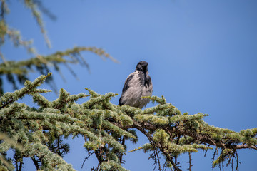 Young hooded crow (corvus cornix) sits on a branch