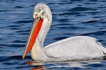 Pelikan kędzierzawy © Katarzyna