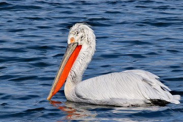 Pelikan kędzierzawy