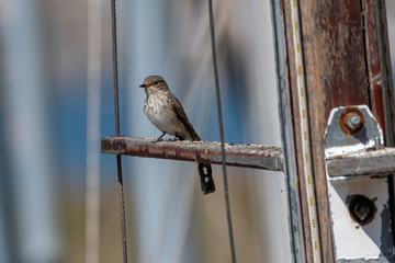 Spotted Flycatcher ( Muscicapa striata) sitting on the branch in the forest.