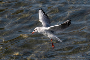 Portrait of natural common black-headed gull (Larus ridibundus)