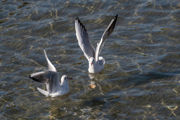 Portrait of natural common black-headed gull (Larus ridibundus)