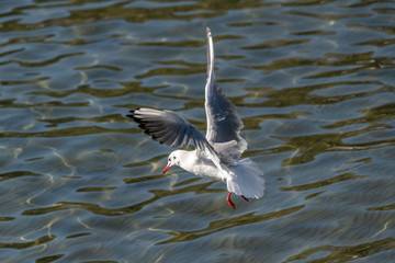 Portrait of natural common black-headed gull (Larus ridibundus)