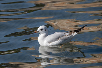 Portrait of natural common black-headed gull (Larus ridibundus)