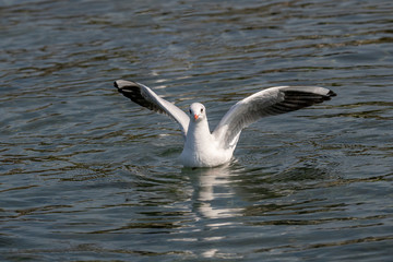 Portrait of natural common black-headed gull (Larus ridibundus)