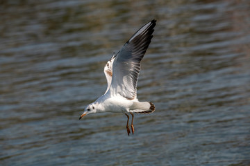 Portrait of natural common black-headed gull (Larus ridibundus)