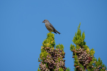 Red crossbill (Loxia curvirostra) a small passerine bird on a fir tree