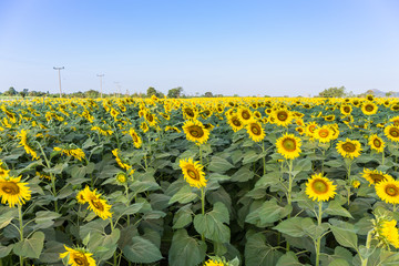 Obraz premium sunflower field