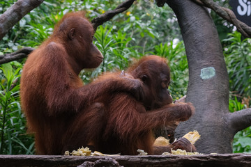 A pair of Orangutans.