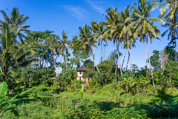 Obraz premium Landscape with green palm tree and a stone home on a sunny day in Bali Island, Indonesia. Nature and travel concept