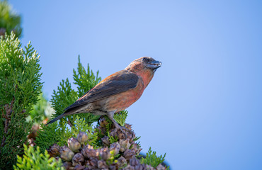 Red crossbill (Loxia curvirostra) a small passerine bird on a fir tree