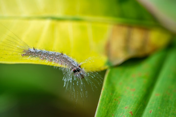 Caterpillar on old leaf in tropical jungle. Island Bali, Indonesia. Close up