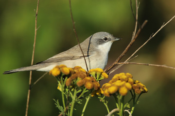 fauvette grisette