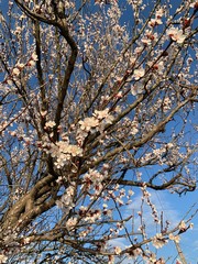 tree in blossom