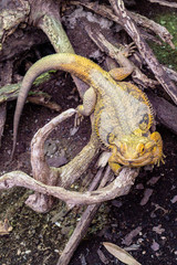Yellow Bearded Dragons (Pogona Vitticeps)