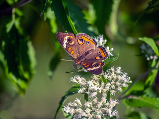 Common  buckeye butterfly