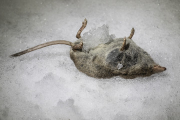 A dead Shrew on snow