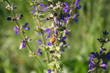 Honey bee on Sage plant purple flowers in the meadow. Apis mellifera insect on Salvia pratensis in bloom 
