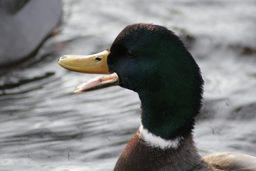 duck