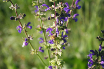 Honey bee on Sage plant purple flowers in the meadow. Apis mellifera insect on Salvia pratensis in bloom 