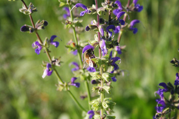 Honey bee on Sage plant purple flowers in the meadow. Apis mellifera insect on Salvia pratensis in bloom 