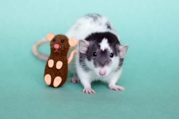 Black and white rat sits with a toy brown rat on a green background