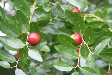 Jujube tree with ripe brown fruits on branch. Ziziphus jujuba tree in autumn